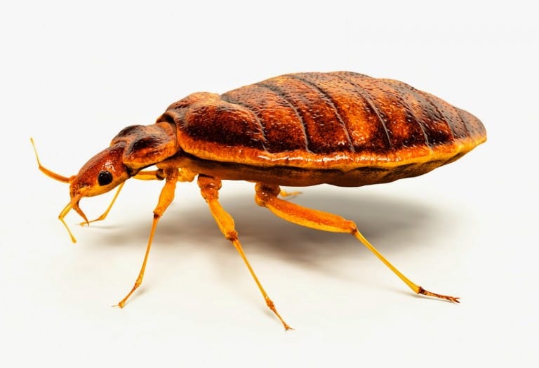 Protect Yourself Before You Bed Bug Yourself.