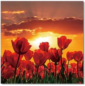 Premium Acrylic Wall Art Flowers in Bloom SC-9778 by J&M Furniture