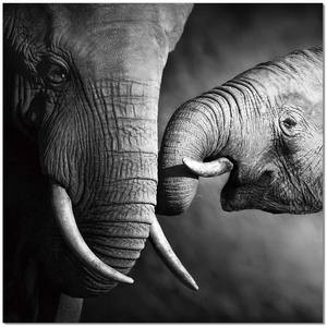 Premium Acrylic Wall Art Mama Elephant - SB-61166 by J&M Furniture