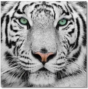 Premium Acrylic Wall Art Black and White Tiger - SB-61099 by J&M Furniture