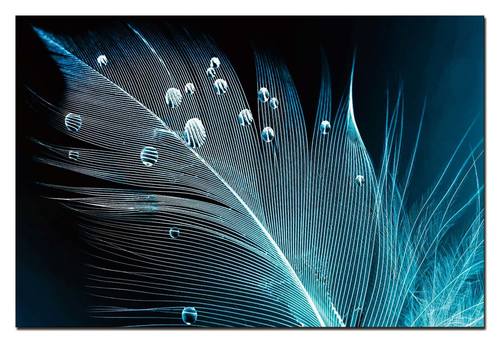Peacock Feather w/Water Droplets Acrylic Print Unframed Wall Art by Amazing Rugs