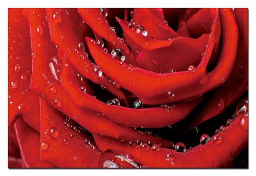 Red Rose w/Water Droplets Acrylic Print Unframed Wall Art by Amazing Rugs