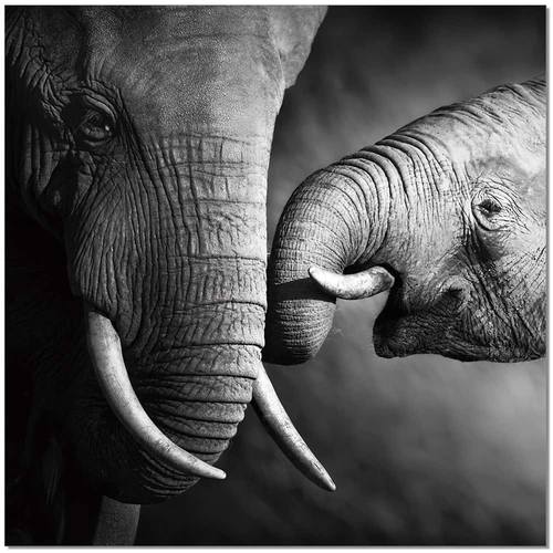 Premium Acrylic Wall Art Mama Elephant - SB-61166 by J&M Furniture