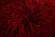Decorative Shaggy Pillow w/Lurex in Red by Amazing Rugs
