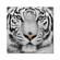White Tiger Acrylic Print Unframed Wall Art by Amazing Rugs