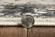 Inspire Ivory/Grey Empera by KAS Rugs