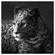 Premium Acrylic Wall Art Cheetah - SB-61253A by J&M Furniture