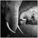 Premium Acrylic Wall Art Mama Elephant - SB-61166 by J&M Furniture