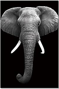 Wall Art Elephant by J&M Furniture