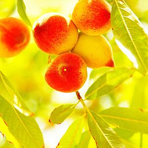 SF1217B Temp Glass w/Foil - Peach Tree (50x50) by Classy Art