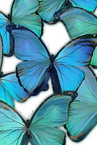 SF1223 Floating Tempered Glass with Foil (40x60) by Classy Art