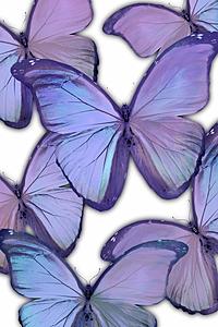 SF1224 Floating Tempered Glass with Foil (40x60) by Classy Art