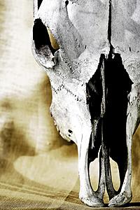 SF1224B Temp Glass w/Foil - Cattle Skull (60x40) by Classy Art