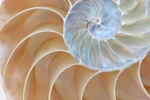 SF1454 Tempered Glass w/Foil - Nautilus Shell (40x60) by Classy Art