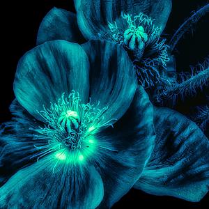 SF1512 Tempered Glass w/Foil - Skeleton Flower (50x50) by Classy Art