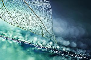 SF1514 Tempered Glass w/Foil - Leaf Skeleton (40x60) by Classy Art
