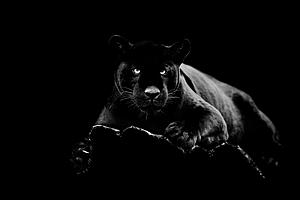 SF1516 Tempered Glass w/Foil - Black Panther (40x60) by Classy Art