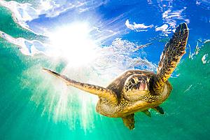 SF1577 Tempered Glass w/Foil - Sea Turtle (40x60) by Classy Art
