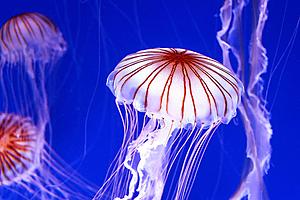 SF1582 Tempered Glass w/Foil - Jelly white (40x60) by Classy Art