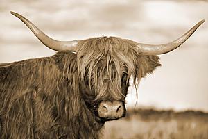 SF1586 Temp Glass w/Foil - Highland Cow 1 (40x60) by Classy Art