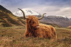 SF1616 Temp Glass w/Foil - Highland Cow 2 (40x60) by Classy Art