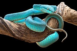 SF1622 Temp Glass w/Foil - Turquoise Snake (40x60) by Classy Art