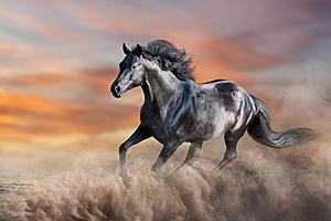SF1626 Temp Glass w/Foil - Running Horse (40x60) by Classy Art