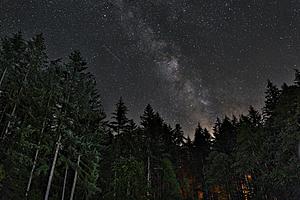 SF1650 Temp Glass w/Foil - Starry Forest (40x60) by Classy Art