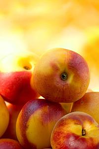 SF1680 Temp Glass w/Foil - Georgia Peach (60x40) by Classy Art