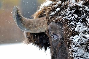 SF1682 Temp Glass w/Foil - Snowy Bison (60x40) by Classy Art