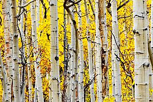 SF1684 Temp Glass w/Foil - Yellow Aspen (60x40) by Classy Art