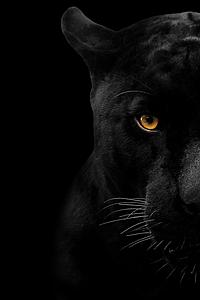 SF1722 Temp Glass w/Foil - Panther Face (60x40) by Classy Art