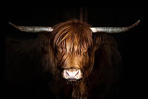 SF1764 Temp Glass w/Foil Highland Cow on Black (60x40) by Classy Art