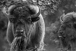 SF1768 Temp Glass w/Foil - Bison Duo (60x40) by Classy Art