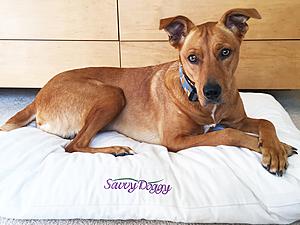 Savvy Doggy Pet Bed by Savvy Rest