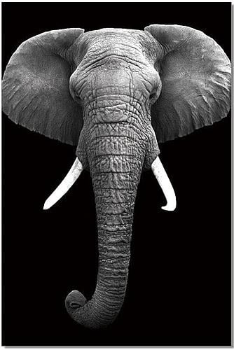 Wall Art Elephant by J&M Furniture