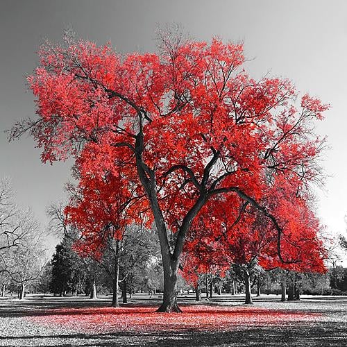 SF1373 Temp Glass w/Foil - Red Tree (50x50) by Classy Art