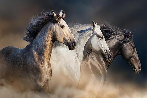 SF1376 Temp Glass w/Foil - 3 Horse (40x60) by Classy Art