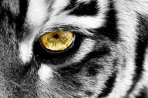 SF1387 Temp Glass w/Foil - Eye of a Tiger (40x60) by Classy Art