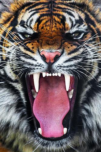 SF1390 Temp Glass w/Foil - Roaring Tiger (40x60) by Classy Art