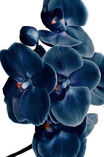 SF1413 Temp Glass w/Foil - Blue Orchid (40x60) by Classy Art