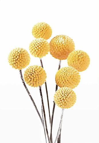 SF1416 Temp Glass w/Foil - Yellow Bulb 1 (40x60) by Classy Art