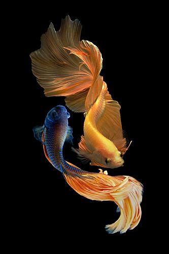 SF1456 Tempered Glass w/Foil - Ying Yang Fish (40x60) by Classy Art
