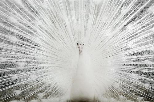 SF1508R Tempered Glass w/Foil & Rhinestones - White Peacock (40x60) by Classy Art