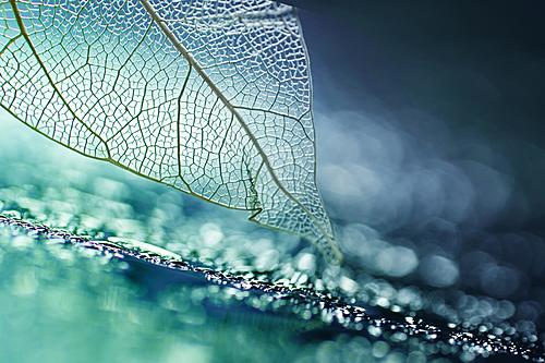 SF1514 Tempered Glass w/Foil - Leaf Skeleton (40x60) by Classy Art