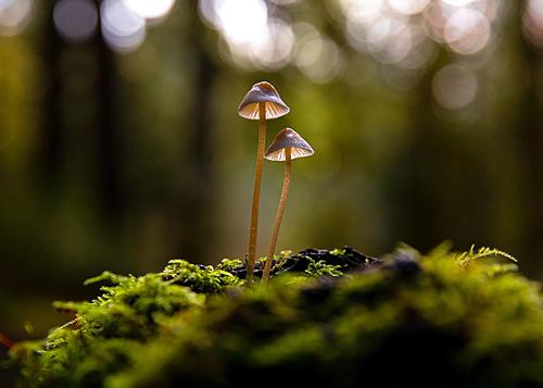SF1602 Temp Glass w/Foil - Mushrooms (40x60) by Classy Art