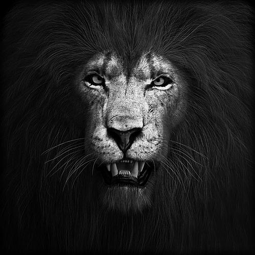 SF1624 Temp Glass w/Foil - Lion B & W (50x50) by Classy Art