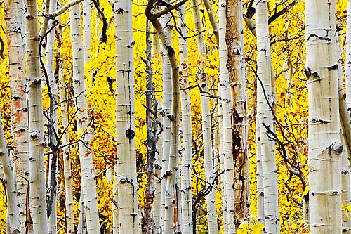 SF1684 Temp Glass w/Foil - Yellow Aspen (60x40) by Classy Art