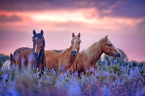 SF1690 Temp Glass w/Foil - Three Horses (60x40) by Classy Art