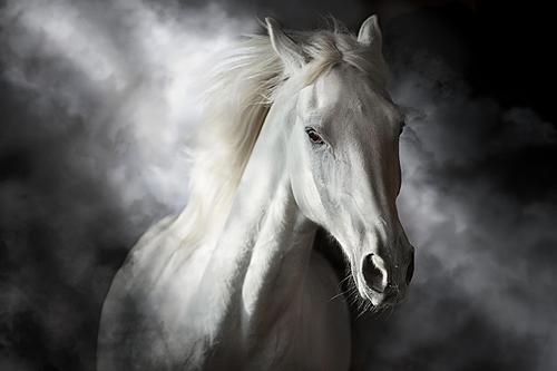 SF1746 Temp Glass w/Foil - Mystical White Horse (60x40) by Classy Art